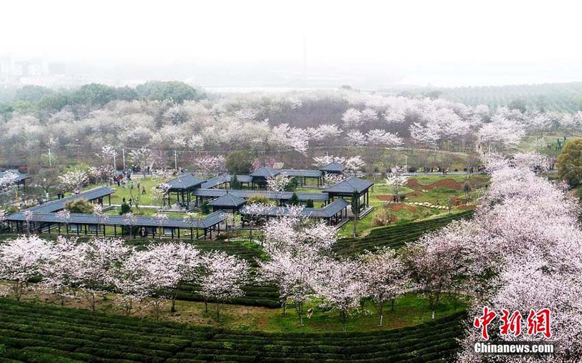 江西省南昌市の数万株の桜の花が満開に　多くの人々が次々に花見に訪れる