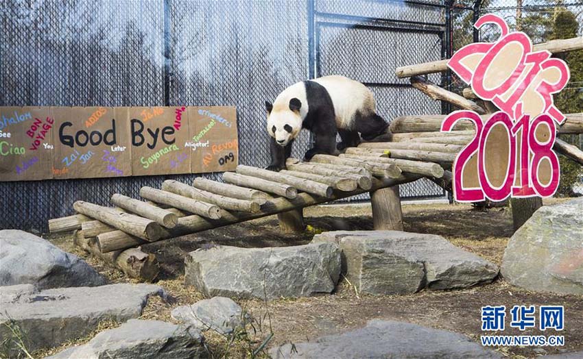 カナダのトロント動物園で最後のパンダ一般公開