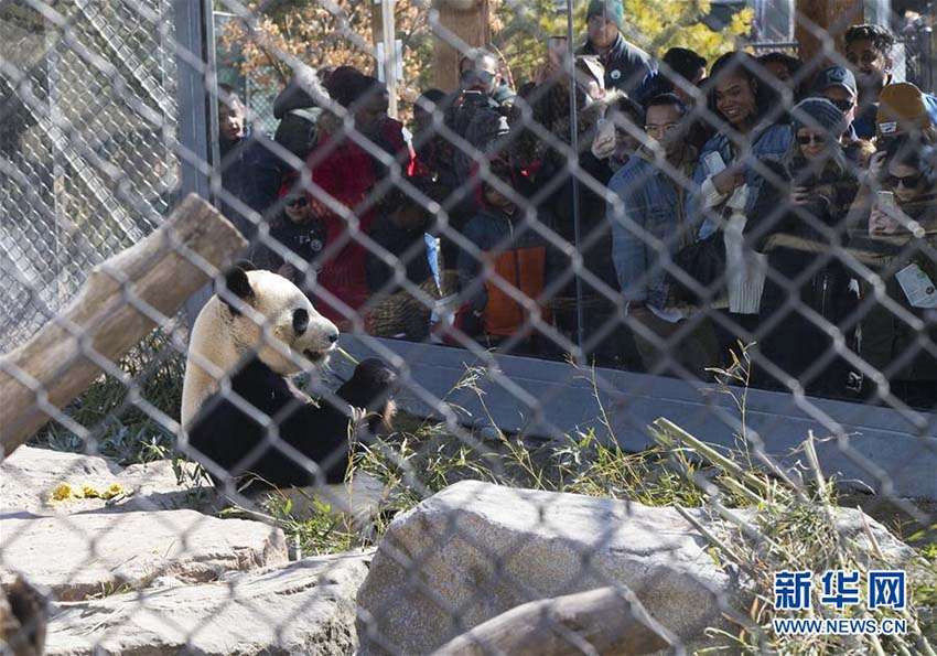 カナダのトロント動物園で最後のパンダ一般公開