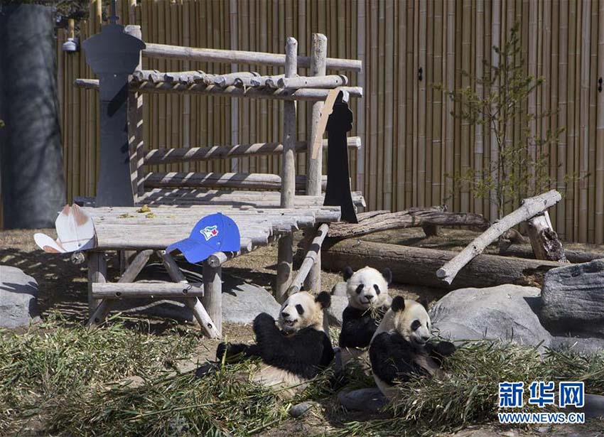 資料写真、トロント動物園で撮影されたパンダの「二順」とその子供である双子パンダ（撮影・鄒峥）。