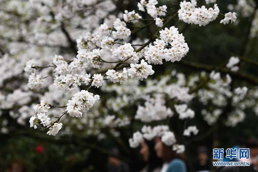 春爛漫！カラフルな花が咲き誇る西湖の湖畔　浙江省