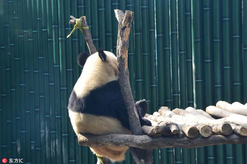 北京市に遅めの春到来、春の陽気でウトウトするパンダの愛らしい寝姿