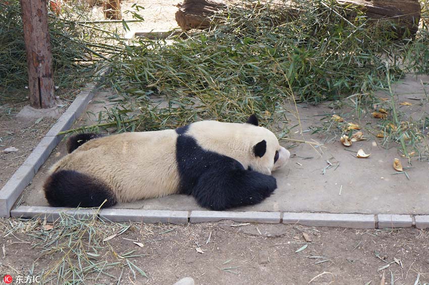 北京市に遅めの春到来、春の陽気でウトウトするパンダの愛らしい寝姿
