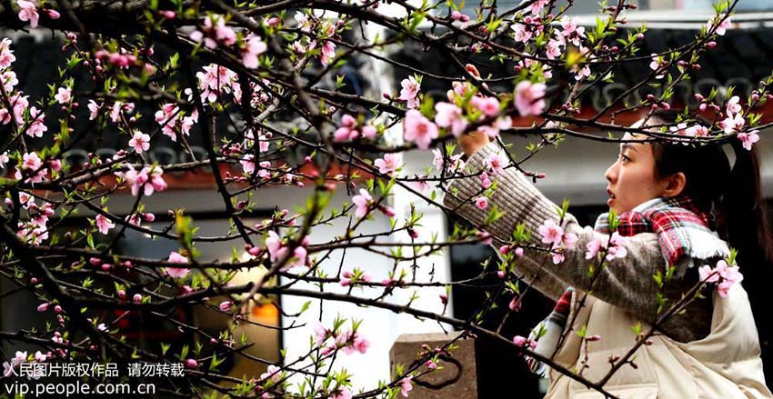 春の彩りに染まる蘇州市の街中　江蘇省