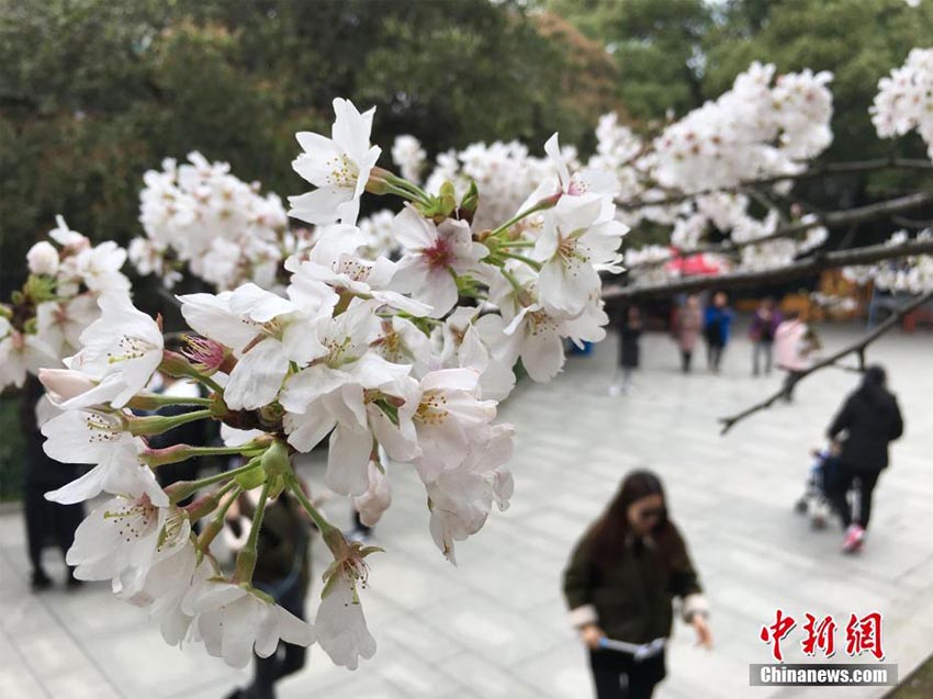 桜満開の武漢大学　顔認証システムと自動改札ゲートを初導入