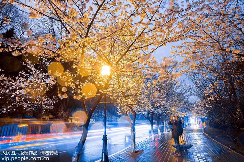 南京市の桜が満開に　ライトアップされた夜桜が織り成す絶景