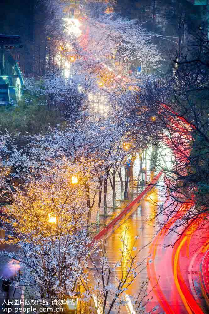 南京市の桜が満開に　ライトアップされた夜桜が織り成す絶景