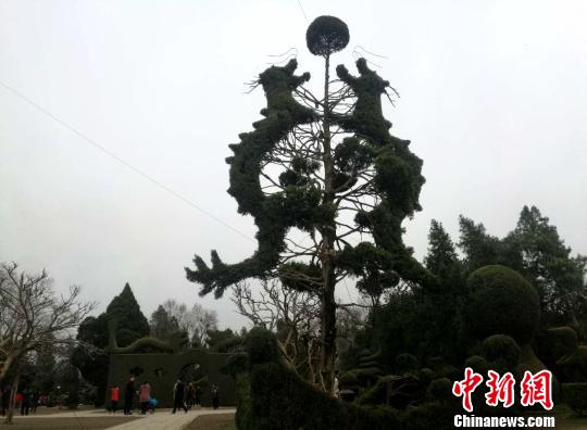 いろんな動物をかたどった松の木アート　河南省の淮陽独秀園