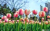 春の花が開花した静安雕塑公園