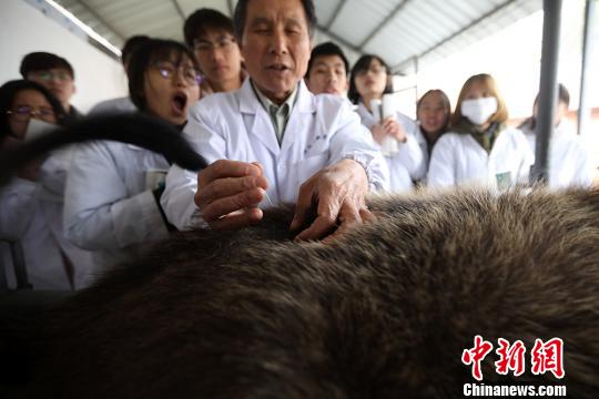 まずは牛の治療から 南京農業大学が中獣医学課程を新設