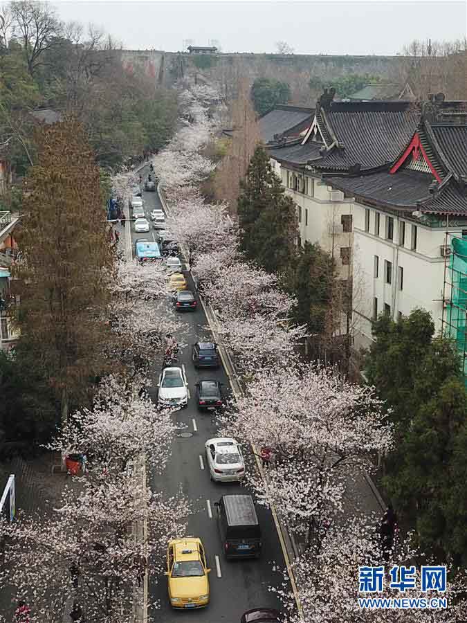 南京市の各スポットで桜が満開に　写真撮影をする多くの花見客
