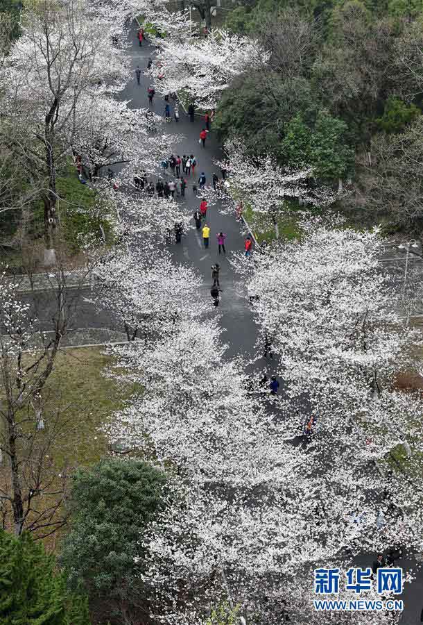 南京市の各スポットで桜が満開に　写真撮影をする多くの花見客
