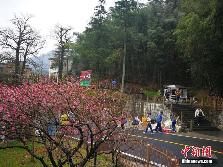 雪の中に梅の花　冬と春が入り混じる安徽省の黄山景勝地