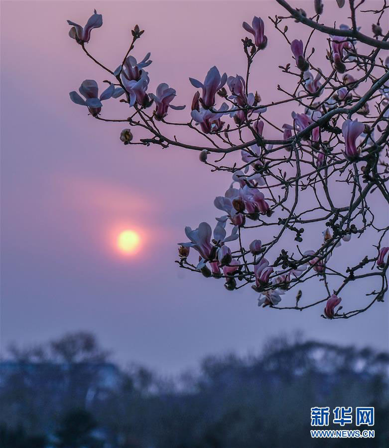北京に春の到来、モクレンの花が咲く