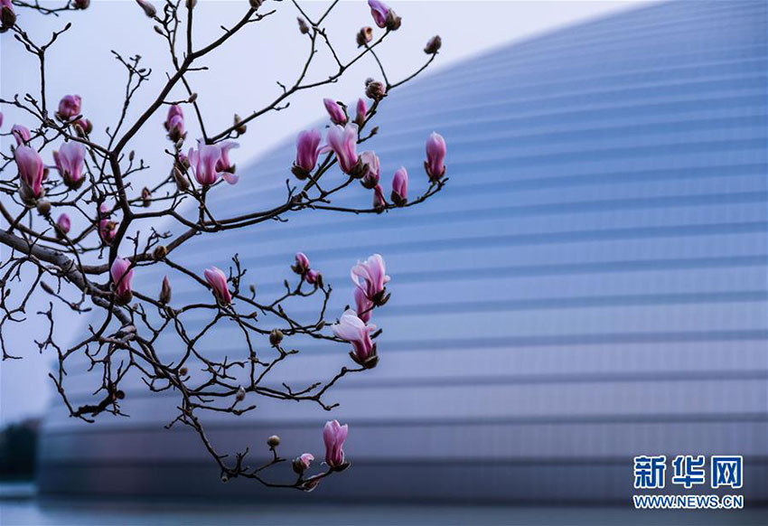 北京に春の到来、モクレンの花が咲く