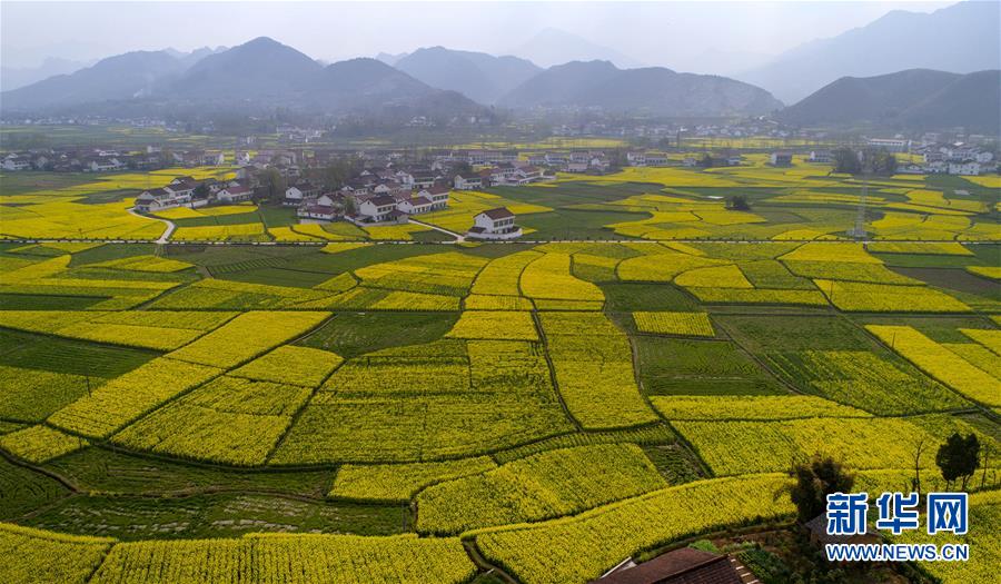 陝西省漢中盆地の菜の花畑 一面黄色いじゅうたん広がる