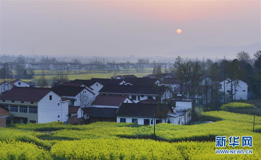 陝西省漢中盆地の菜の花畑 一面黄色いじゅうたん広がる