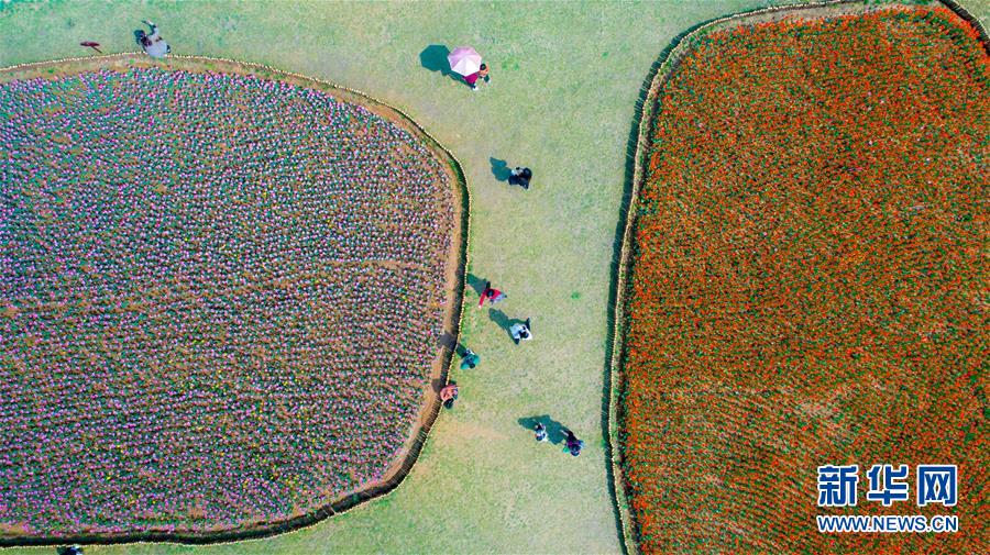 安徽省巣湖、圧巻の満開のチューリップ畑