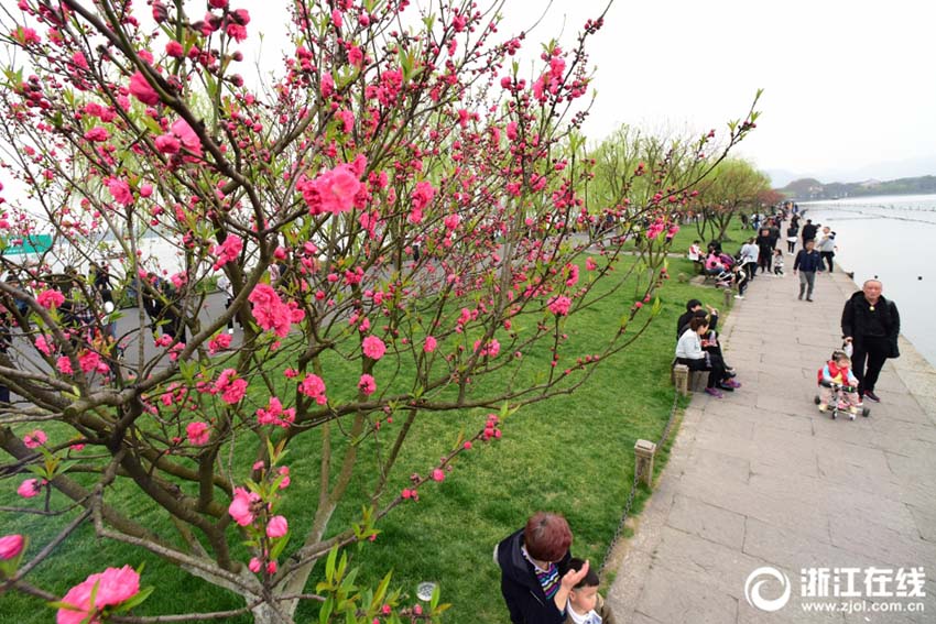 桃と柳のコントラストが美しい春の西湖　浙江省