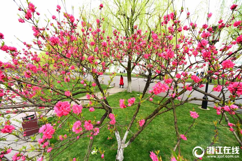 桃と柳のコントラストが美しい春の西湖　浙江省