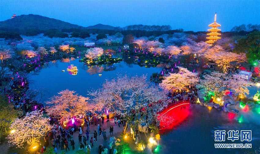人々を酔わせる武漢市東湖櫻花園の桜