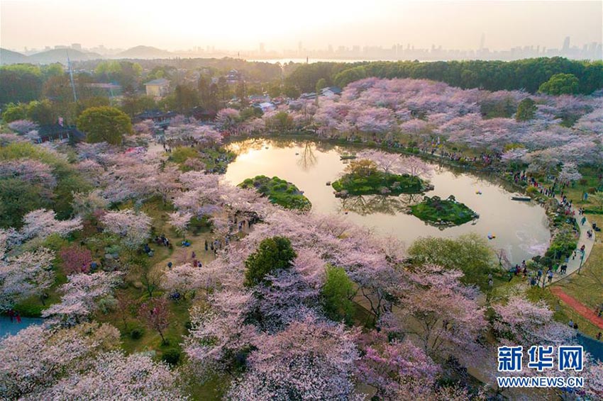 人々を酔わせる武漢市東湖櫻花園の桜