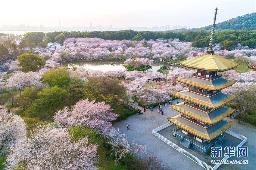 人々を酔わせる武漢市東湖櫻花園の桜