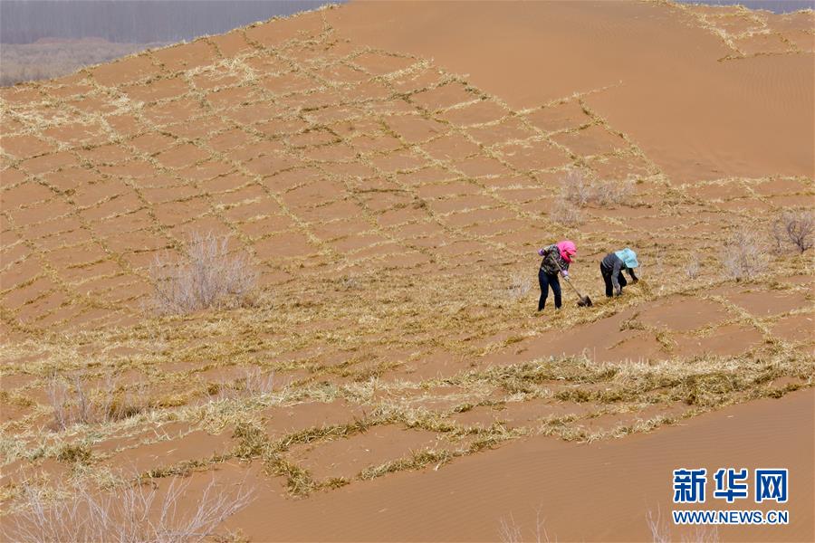 砂塵防止に取り組む甘粛省臨沢県