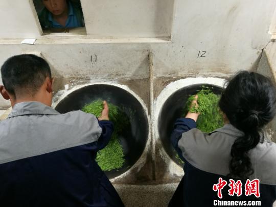 伝統製法で碧螺春茶を制作する蘇州市の茶農家たち　江蘇省