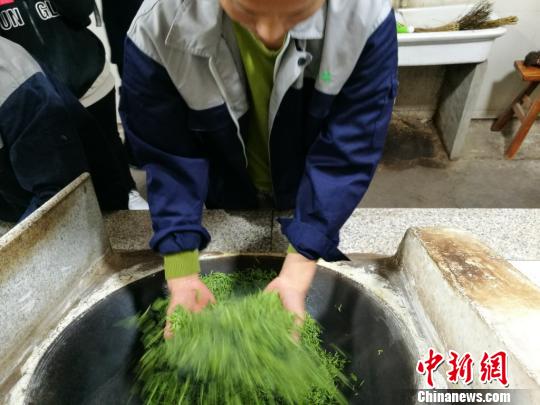 伝統製法で碧螺春茶を制作する蘇州市の茶農家たち　江蘇省