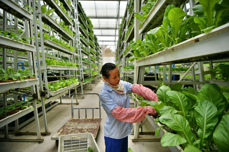 海南省の現代農業発展を科学技術で促進