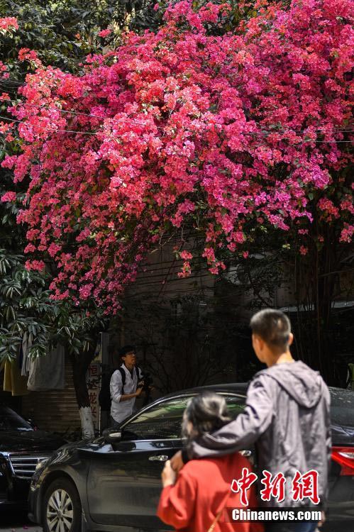 外壁を這うように育つブーゲンビリア、まるで「花の滝」　広東省