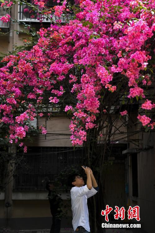 外壁を這うように育つブーゲンビリア、まるで「花の滝」　広東省