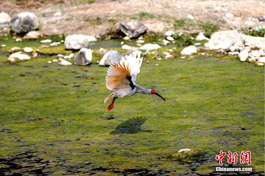 「東洋の宝石」トキの繁殖シーズン到来、生息数は増加傾向に　陝西省