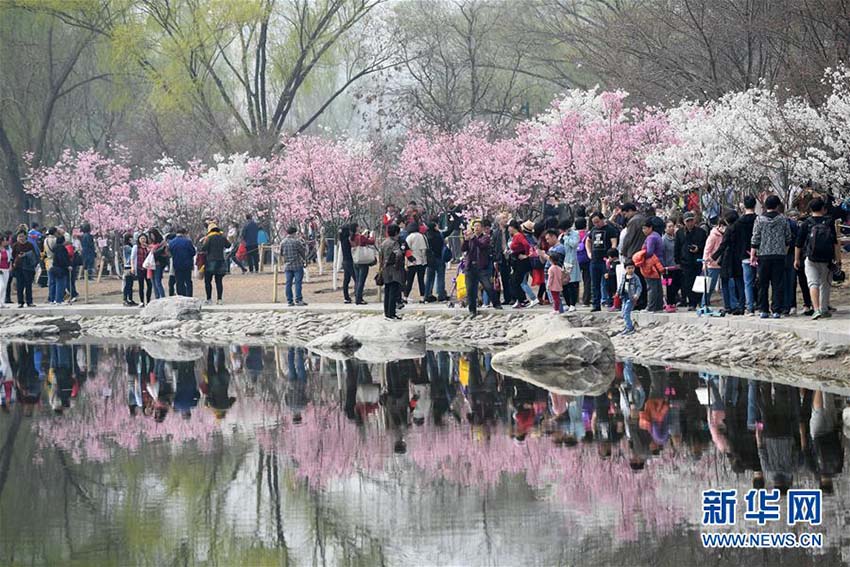 北京市玉淵潭公園に花見シーズン到来、早咲きの桜が開花