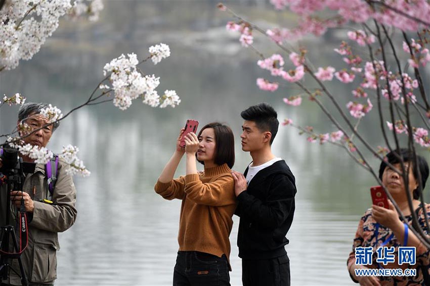 北京市玉淵潭公園に花見シーズン到来、早咲きの桜が開花