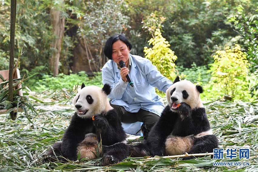 広州の双子パンダが離乳適応期に　独り立ちの一歩踏み出す
