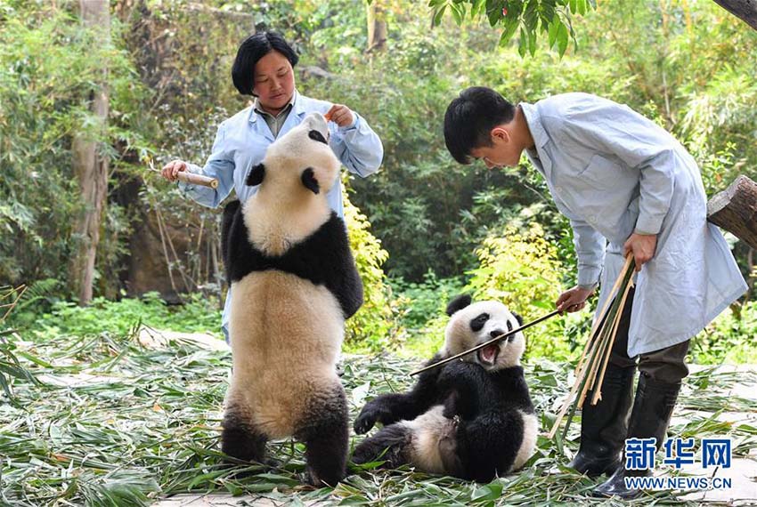 広州の双子パンダが離乳適応期に　独り立ちの一歩踏み出す