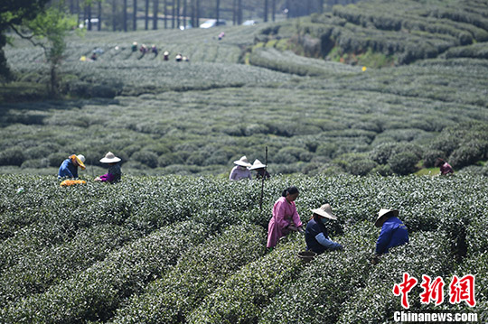 龍井茶の中でも良質で希少価値の高い「明前茶」の茶摘みスタート　杭州