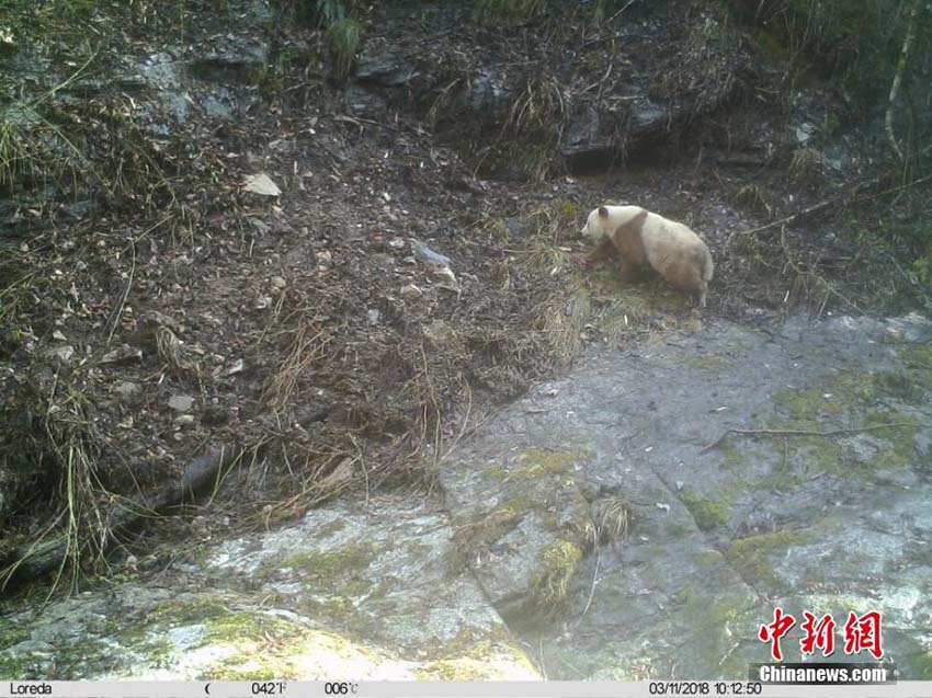 茶色い野生のジャイアントパンダを陝西省で再び発見