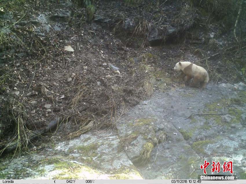 茶色い野生のジャイアントパンダを陝西省で再び発見