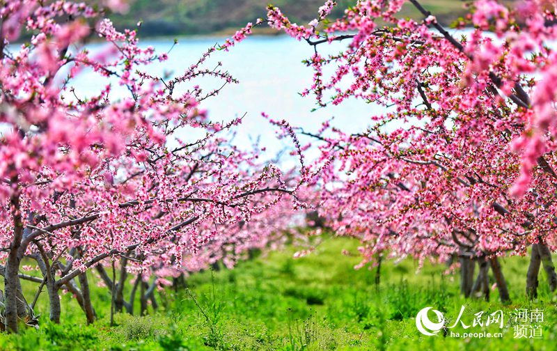 野山を埋め尽くすピンク色の美しい景色　河南省光山県で咲き誇る桃の花