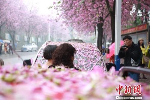 雨上がり、ピンク色の花びらに覆われた街　広西壮族自治区