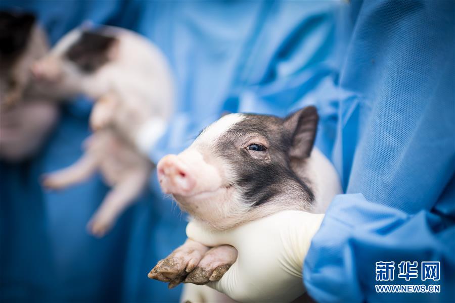 世界初の神経変性疾患モデル豚が誕生