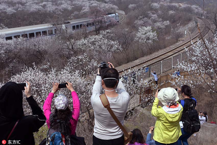 長城の麓に咲き誇る桃の花　花の海を進む高速列車