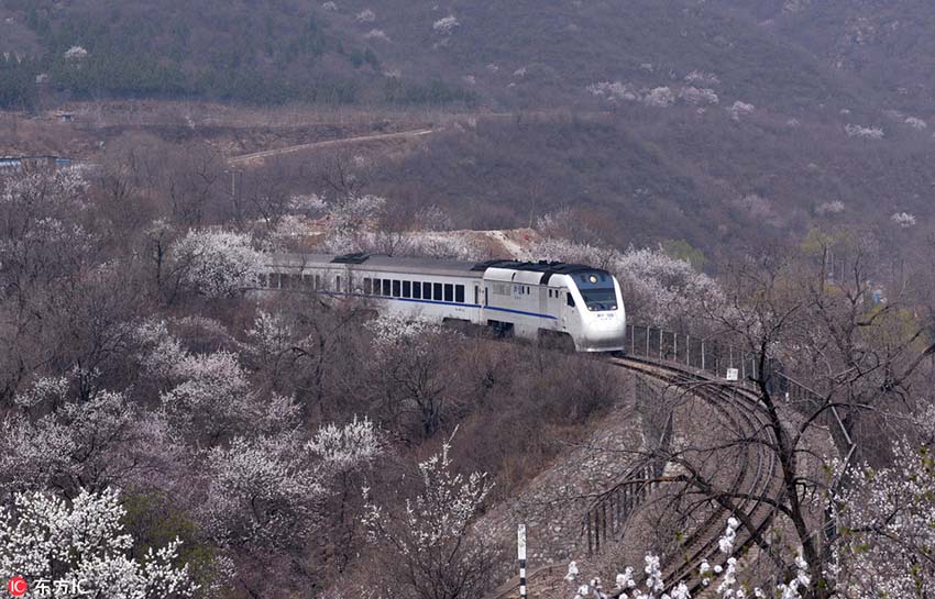 長城の麓に咲き誇る桃の花　花の海を進む高速列車