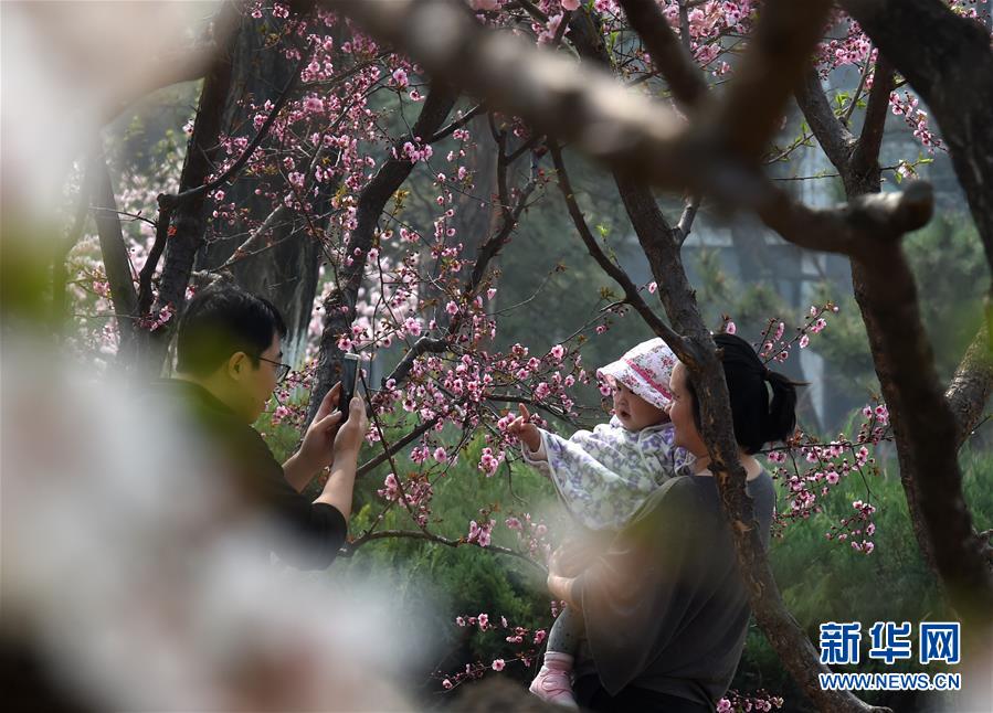北京市に花見のベストシーズン到来