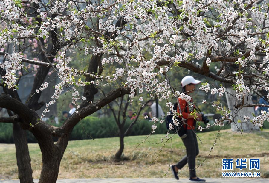 北京市に花見のベストシーズン到来
