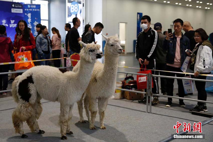 ペット文化フェスが北京市で開催　顧客を惹きつける可愛いペットが集結