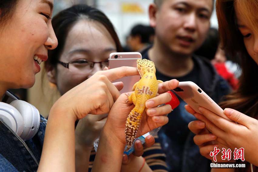 ペット文化フェスが北京市で開催　顧客を惹きつける可愛いペットが集結